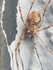 Dasylobus graniferus