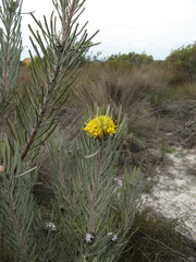 Leucospermum tomentosum