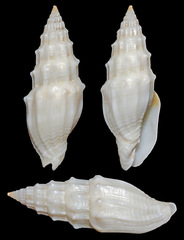 Vexillum coronatum