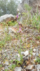 Ophrys heldreichii