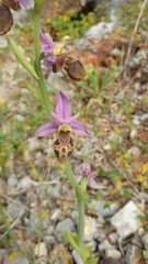Ophrys heldreichii