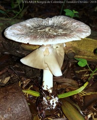 Agaricus endoxanthus