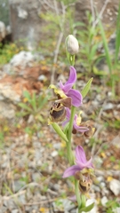 Ophrys heldreichii