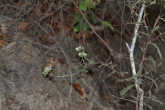 Tournefortia hartwegiana