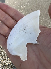 Pegophysema schrammi
