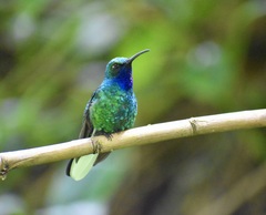 Campylopterus ensipennis