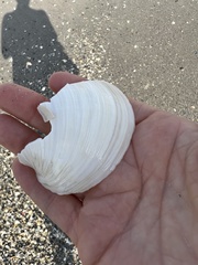 Pegophysema schrammi