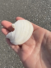 Pegophysema schrammi