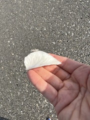 Pegophysema schrammi