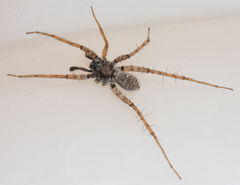 Pardosa sura