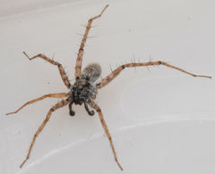 Pardosa sura
