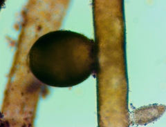 Vaucheria schleicheri