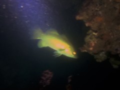 Psammoperca datnioides