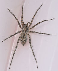 Pardosa sura