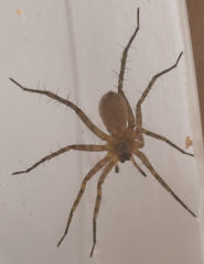 Pardosa sura