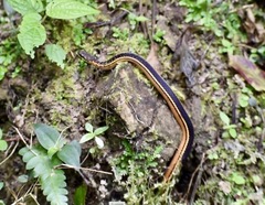 Erythrolamprus melanotus