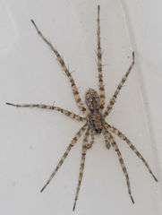 Pardosa sura
