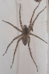 Pardosa sura