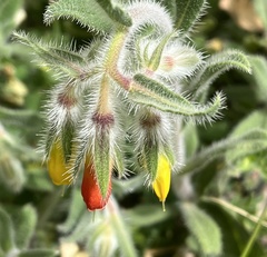 Onosma frutescens