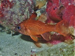 Vincentia punctata