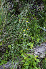 Helichrysum auriceps