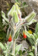 Onosma frutescens