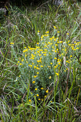 Helichrysum decorum