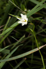 Hesperantha lactea