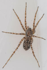 Pardosa sura