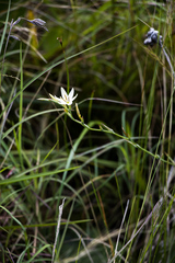 Hesperantha lactea