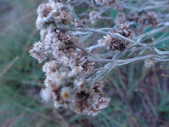 Pseudognaphalium oligandrum