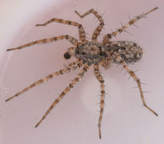 Pardosa sura