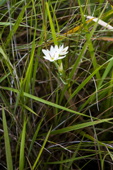 Hesperantha lactea