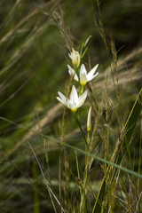 Hesperantha lactea