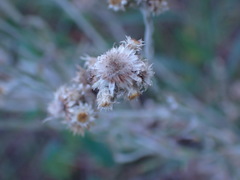 Pseudognaphalium oligandrum