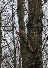 Garrulus glandarius
