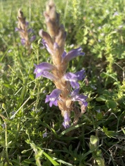 Phelipanche nana