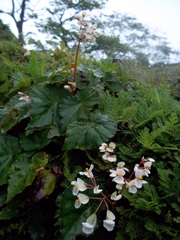 Begonia plebeja