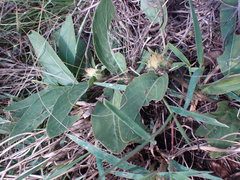 Crabbea angustifolia