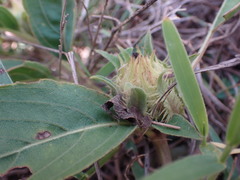 Crabbea angustifolia