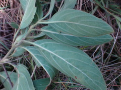 Crabbea angustifolia
