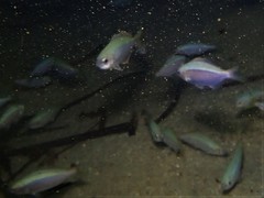 Caesioscorpis theagenes