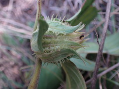 Crabbea angustifolia