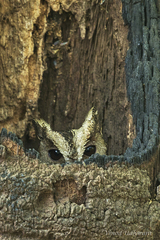 Otus bakkamoena