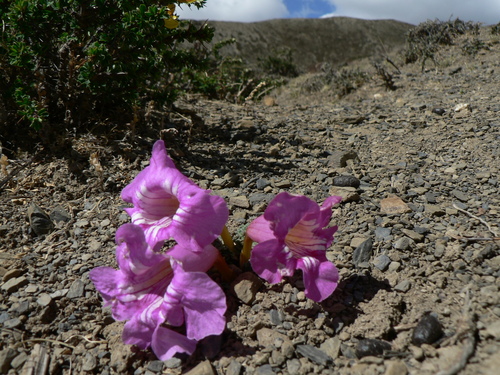 Incarvillea younghusbandii