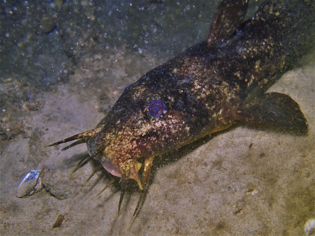 Estuary Catfish