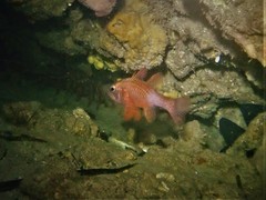 Vincentia punctata