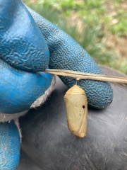 Pteromalus