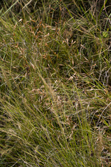 Monocymbium ceresiiforme