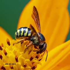 Dianthidium curvatum